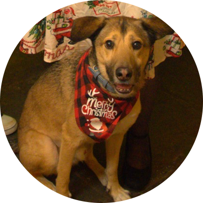 The Hollybush Inn pub dog in a Christmas bandana